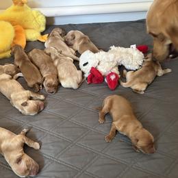 5th Pick - Golden female Golden Retriever puppy in Anaheim, California from Prim's Golden Retrievers