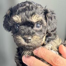 Marcie - Black and tan female Yorkipoo puppy in Waldorf, Maryland from Luv My Yorkies, LLC