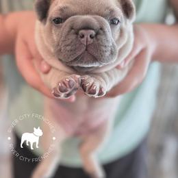 French Bulldog Puppies from River City Frenchies