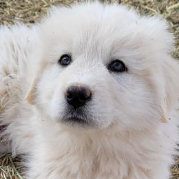 Davie - Colorado Mountain Dog puppy from Big Sky Acres