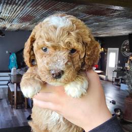 McQueen - Red  male Goldendoodle puppy in Forest, Ohio from Mini Doodle Buddies