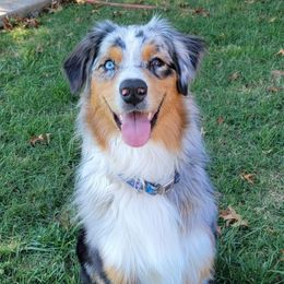 Cody - Australian Shepherd