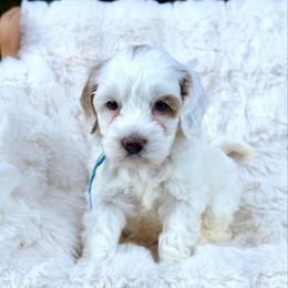 Blue - Chalk female Australian Labradoodle puppy in Auburn, Washington from West Valley Labradoodles