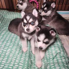 Alaskan Klee Kai and Labrador Retriever Puppies from Family Friendly Labradors & Klee Kai