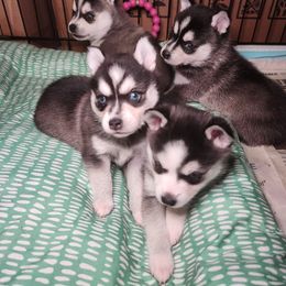Alaskan Klee Kai and Labrador Retriever Puppies from Family Friendly Labradors & Klee Kai