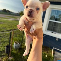 Pink collar - Cream female French Bulldog puppy in Port Charlotte, Florida from Cloud Nine Ranch Bullies