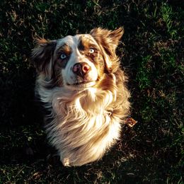 Clyde - Australian Shepherd