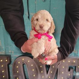 Bellatrix - Cream female Cockapoo puppy in Reidsville, North Carolina from Something to Bark About Dog Training
