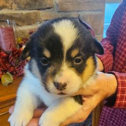 Phoebe - Black and tan female Pembroke Welsh Corgi puppy in New Douglas, Illinois from Millerbaughs Country Corgis