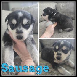 Sausage - Black and white male Siberian Husky puppy in Wheeler, Michigan from Haase Family Kennels