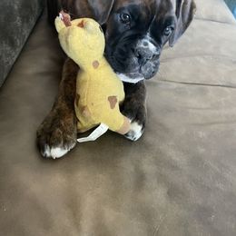 Boxer Puppies from Von Royal Dell'Infinite Deutscher