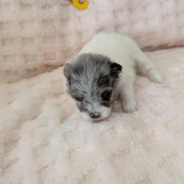 C - Blue merle female Pomeranian puppy in Cocoa, Florida from Pom Coast Pomeranians