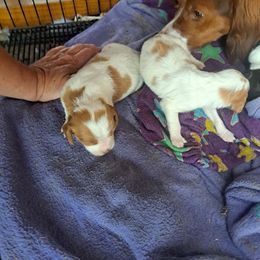 Orange and white boys - Orange and white male Brittany puppy in Graysville, Pennsylvania from Wild Mountain Brittanys