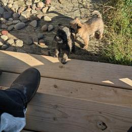 Cairn Terrier Puppies from HC4 Homestead Cairn Terriers