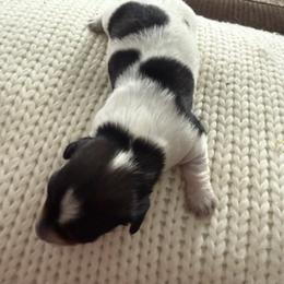 Girl 3 piebald black and white - Piebald female Dachshund puppy in Swanton, Ohio from Mighty But Mini Dachshunds