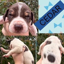 CEDAR - Chocolate and white male Great Dane puppy in Wellsville, New York from Prophecy Danes