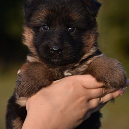 Minx - Black and red female German Shepherd puppy in Azle, Texas from Nuckol's Canines German Shepherds