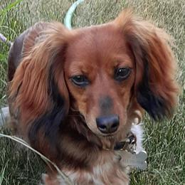 Cilly - Dachshund