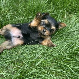 Yorkshire Terrier Puppies from Yorkiecharm