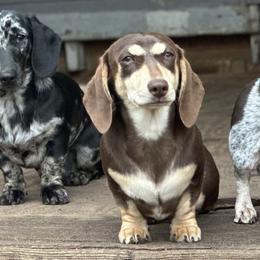 Dachshund puppies from Emily’s Doxie Domain