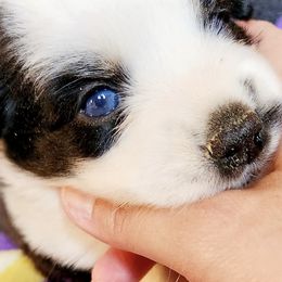 Companion Crosses and Miniature Australian Shepherds from Rodeo Ranch Aussies and Aussie Mo's