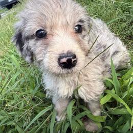 Texas - Blue merle male Aussiedoodle puppy in Four Oaks, North Carolina from RoseWest Farms