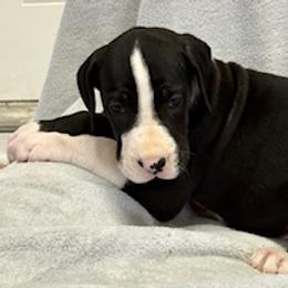 Mantle girl 2 - Mantle female Great Dane puppy in Westville, Florida from Boulder View Danes
