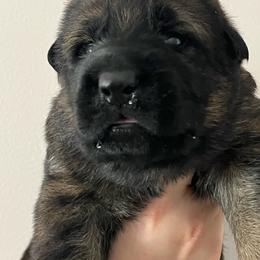 Red Collar - Sable male German Shepherd puppy in Saint Charles, Missouri from Lowemond German Shepherds