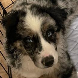 Tennessee - Blue merle female Australian Shepherd puppy in Hopewell, Virginia from Sarah's Australian Shepherds