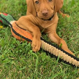 Vizsla Puppies from SkoglundFarm Vizslas