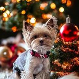 Chip - Yorkshire Terrier