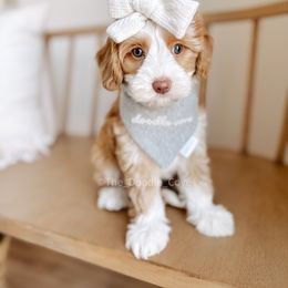 Australian Labradoodle and Goldendoodle Puppies from The Doodle Cove