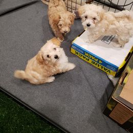 Maltipoo Puppies from Laura's Maltipoos