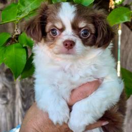 Hank 3800 - Chocolate and white male Chihuahua puppy in Citrus Heights, California from Golden State Chihuahuas