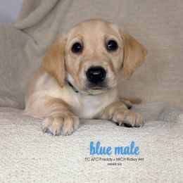 Blue Male - Yellow male Labrador Retriever puppy in Haynesville, Virginia from Red Tide Retrievers