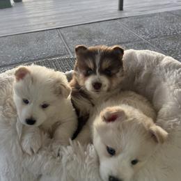 Pomsky Puppies from JadesPomskyResort