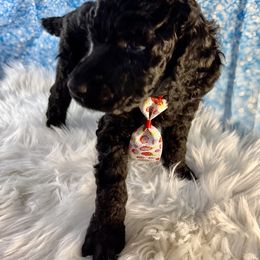 Poodle Puppies from Abbott Standard Poodles