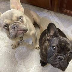 French Bulldogs from Black Diamond Frenchies
