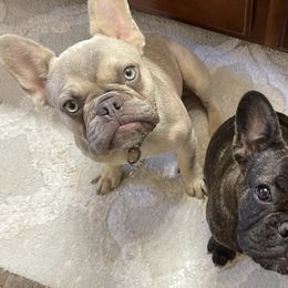 French Bulldogs from Black Diamond Frenchies