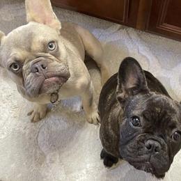 French Bulldogs from Black Diamond Frenchies