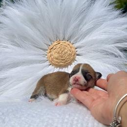 Winnie - Red and white female American Corgi puppy in Florida from Sunrise Corgis