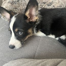 Pembroke Welsh Corgi Puppies from Db’s Pembroke Welsh Corgis