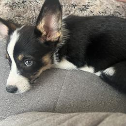 Pembroke Welsh Corgi Puppies from Db’s Pembroke Welsh Corgis