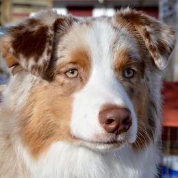 Australian Shepherds from Artemisia Aussies