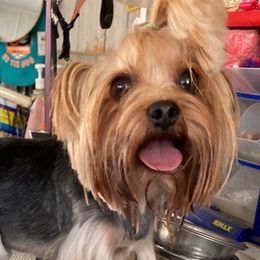 Yorkshire Terriers from Tink-R-Toy Yorkies