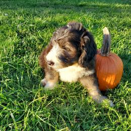 Fozzie - Black and white male Sheepadoodle puppy in Bellevue, Iowa from Fluffy Wonders Poms and Doodles