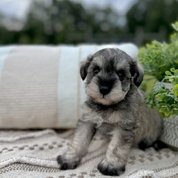 Giant Schnauzer and Miniature Schnauzer Puppies from Hillside Kennels