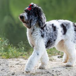 Aspen - Goldendoodle