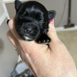 Darla - Black female Morkie puppy in Florence, Kentucky from 4paws4ever by Design