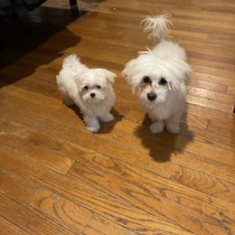 Zazu - Maltese